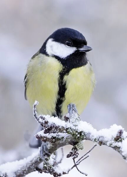 Great Tit - on snow covered twig - Cleveland - UK