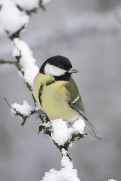 Framed Print : Great Tit - on snow covered twig - Cleveland - UK Framed Print : Great Tit - on snow covered twig - Cleveland - UK