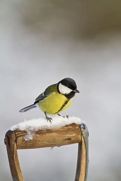 Great Tit - on snowy fork handle 8746