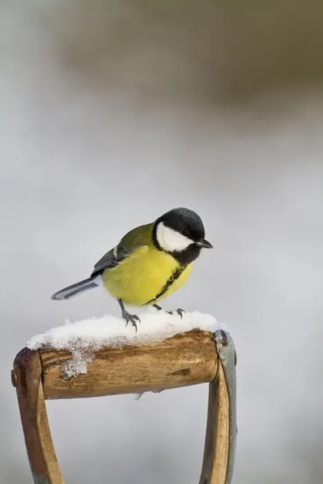 Framed Print : Great Tit - on snowy fork handle 8746 Framed Print : Great Tit - on snowy fork handle 8746