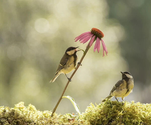 Great tit are staninding with a daisy