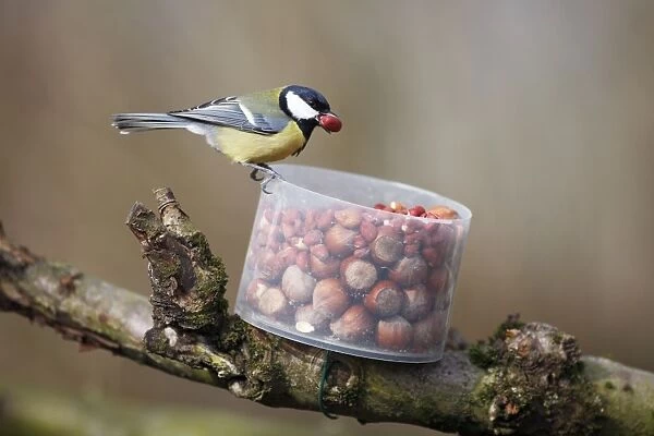 Great Tit - taking peanuts from Red Squirrel feeder in garden, Lower Saxony, Germany