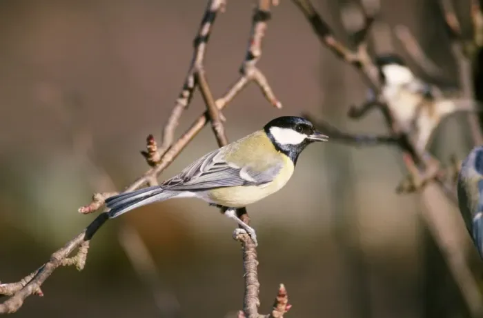 Framed Print : Great Tit UK Framed Print : Great Tit UK