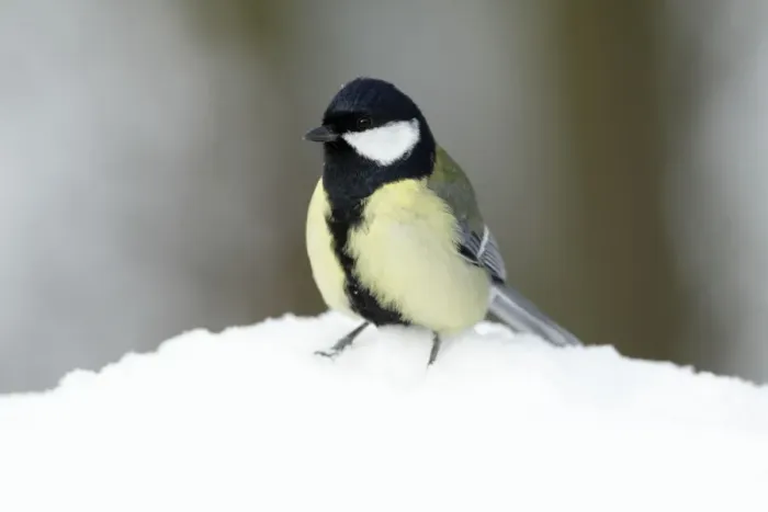 Framed Print : Great Tit - in winter snow - Lower Saxony - Germany