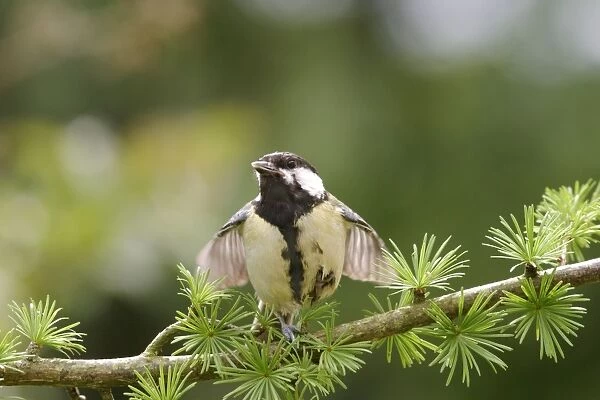 Great Tit Youngster begging, stretching wings On spruce West Wales, UK