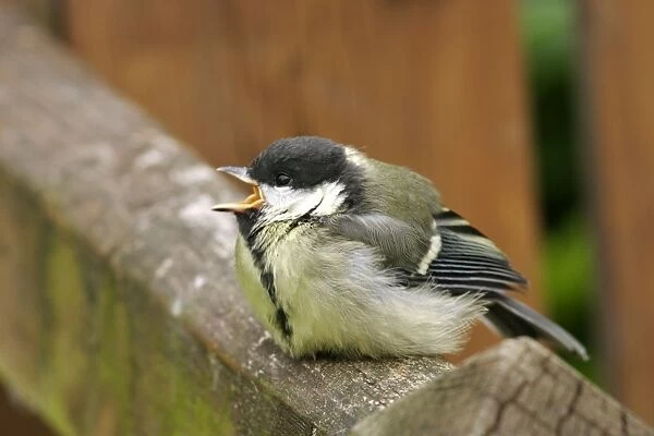 Great Tit Youngster, food begging West Wales, UK