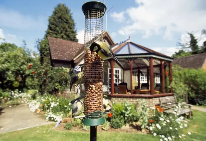 Framed Print : Great Tits & Blue Tits - on bird feeder Framed Print : Great Tits & Blue Tits - on bird feeder