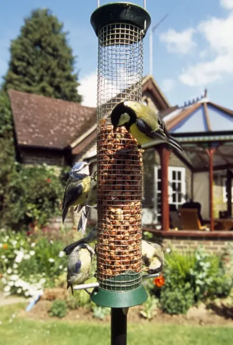 Framed Print : Great Tits & Blue Tits - on bird feeder Framed Print : Great Tits & Blue Tits - on bird feeder