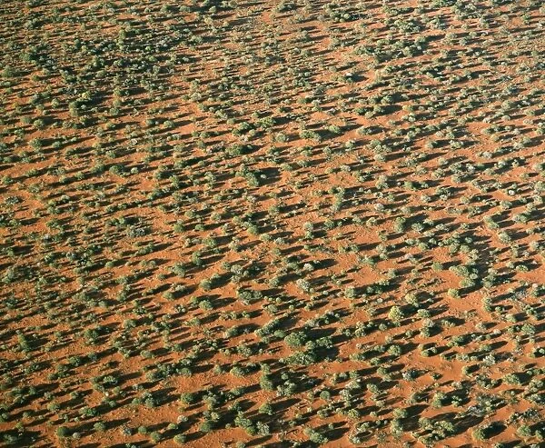 Great Victoria Desert - Australia's most vegetated desert, South Australia JPF47893