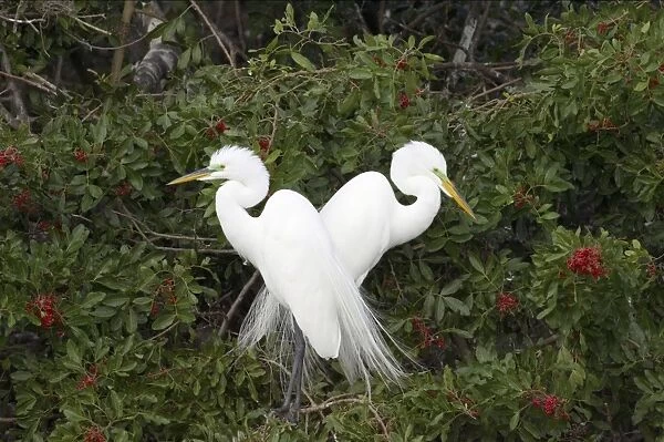 Great White Egret - Breeding pair in tree Venice Rookery, Florida, USA BI000270