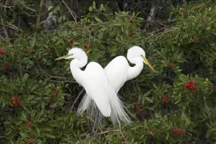 Framed Print : Great White Egret - Breeding pair in tree Venice Rookery, Florida, USA BI000270 Framed Print : Great White Egret - Breeding pair in tree Venice Rookery, Florida, USA BI000270