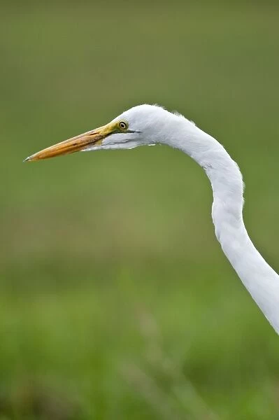 Great White Egret - close up of head and neck - Okavango River - Botswana