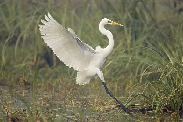 Great White Egret - coming in to land - Keoladeo Ghana National Park - Bharatpur - Rajasthan - India BI017910