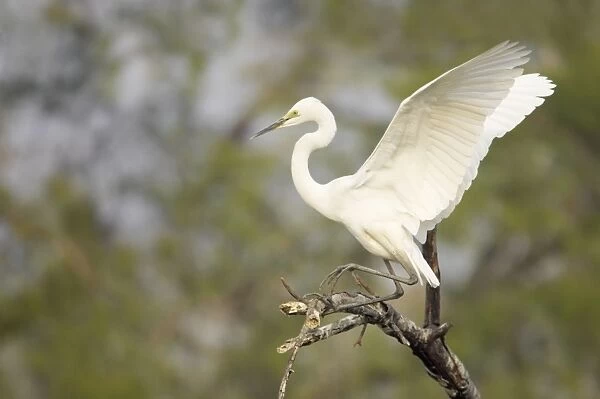 Great White Egret - coming in to land - Keoladeo Ghana National Park - Bharatpur - Rajasthan - India BI017911