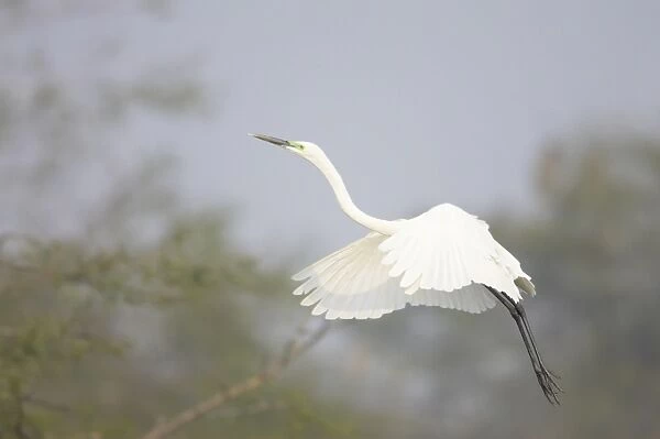 Great White Egret - coming in to land - Keoladeo Ghana National Park - Bharatpur - Rajasthan - India BI017913