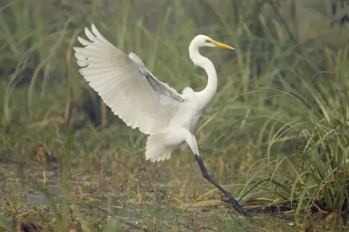 Framed Print : Great White Egret - coming in to land - Keoladeo Ghana National Park - Bharatpur - Rajasthan - India BI017910 Framed Print : Great White Egret - coming in to land - Keoladeo Ghana National Park - Bharatpur - Rajasthan - India BI017910