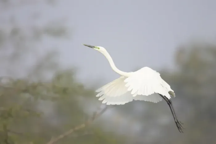 Framed Print : Great White Egret - coming in to land - Keoladeo Ghana National Park - Bharatpur - Rajasthan - India BI017913 Framed Print : Great White Egret - coming in to land - Keoladeo Ghana National Park - Bharatpur - Rajasthan - India BI017913