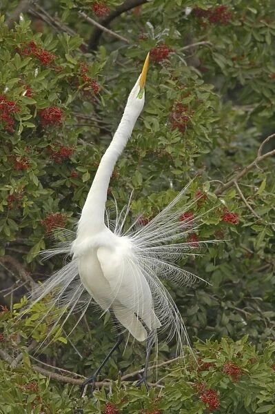 Great White Egret - Displaying in tree Venice Rookery, Florida, USA BI000195