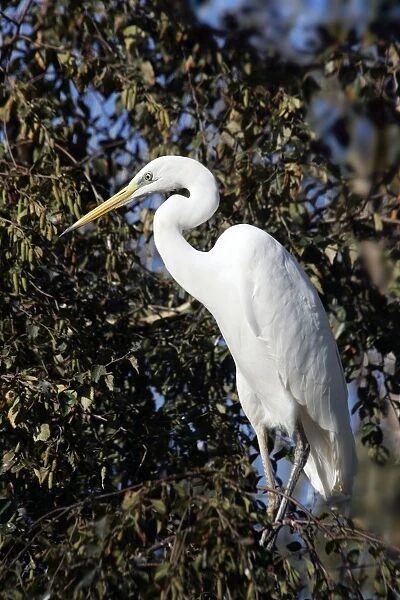 Great White Egret. Dombes - Ain - Rhone-Alpes - France