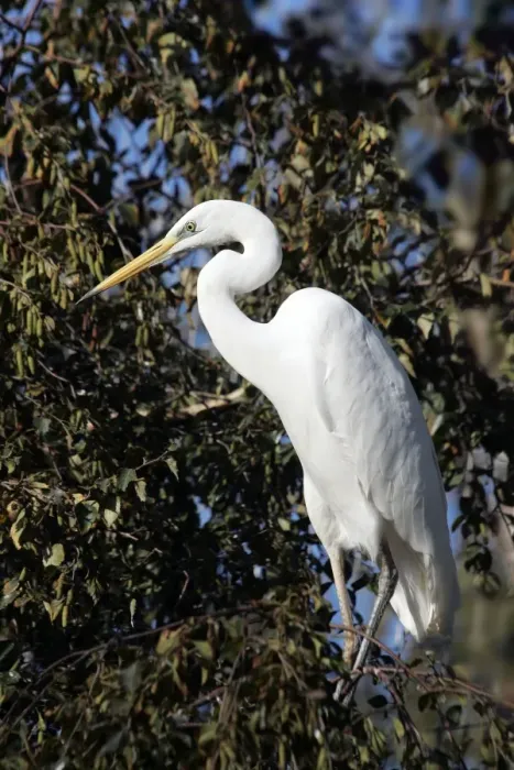 Framed Print : Great White Egret. Dombes - Ain - Rhone-Alpes - France Framed Print : Great White Egret. Dombes - Ain - Rhone-Alpes - France