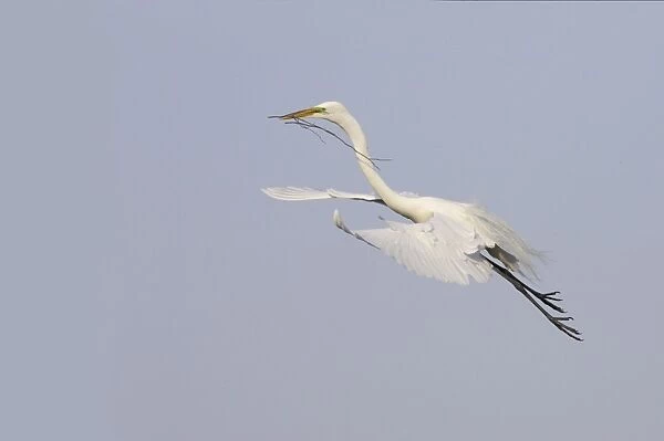 Great White Egret - In flight, carrying sticks back to nest Venice Rookery, florida, USA BI000224