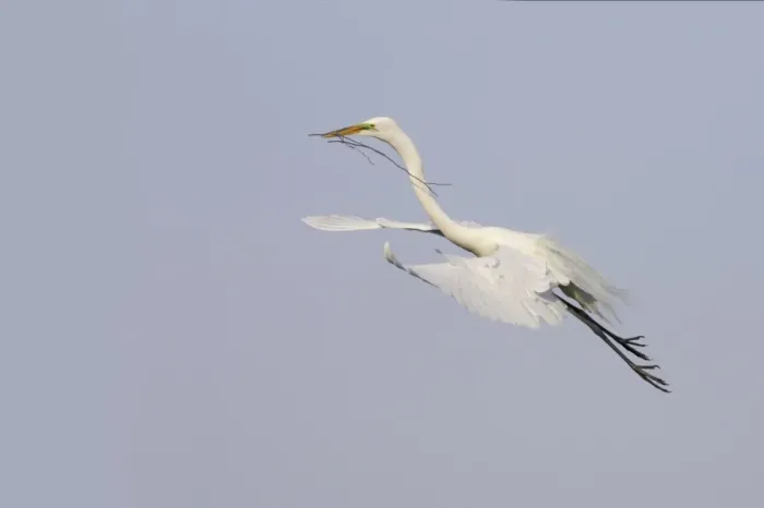 Framed Print : Great White Egret - In flight, carrying sticks back to nest Venice Rookery, florida, USA BI000224 Framed Print : Great White Egret - In flight, carrying sticks back to nest Venice Rookery, florida, USA BI000224