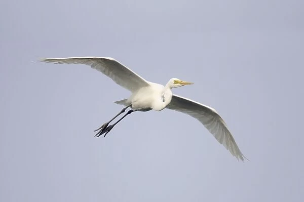 Great White Egret - in flight - Keoladeo Ghana National Park - Bharatpur - Rajasthan - India BI017907