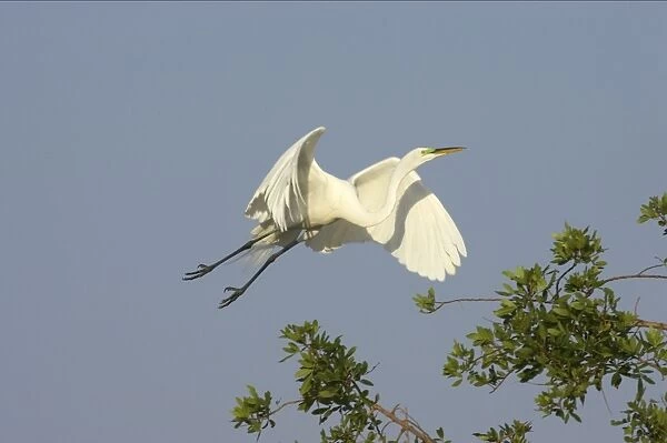 Great White Egret - In flight Venice Rookery, Florida, USA BI000220