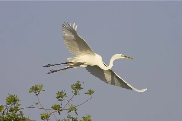 Great White Egret - In flight Venice Rookery, florida, USA BI000221