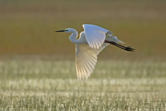 Framed Print : Great White Egret- in flight over water meadow, Neusiedler See, Austria Framed Print : Great White Egret- in flight over water meadow, Neusiedler See, Austria