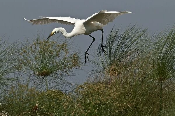 Great White Egret - in flight with wings spread about to land - Okavango River - Botswana
