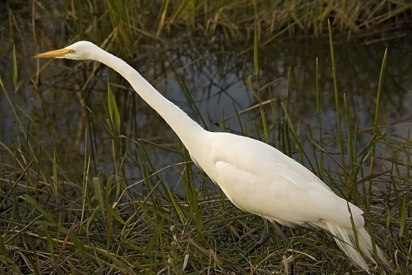 Great white egret or great white heron
