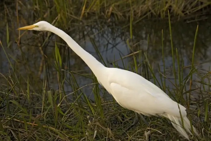 Framed Print : Great white egret or great white heron Framed Print : Great white egret or great white heron