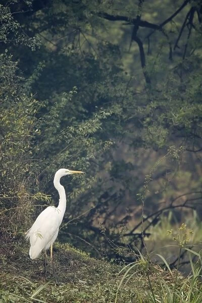 Great White Egret - Keoladeo Ghana National Park - Bharatpur - Rajasthan - India BI017918