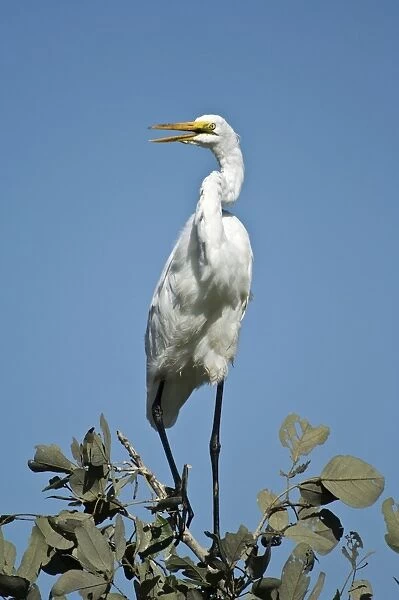 Great  /  White Egret - Perched on tree with bill open - Okavango Delta - Botswana
