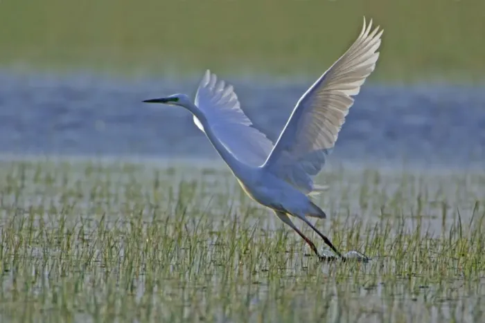 Framed Print : Great White Egret- taking off from water meadow, Neusiedler See, Austria Framed Print : Great White Egret- taking off from water meadow, Neusiedler See, Austria