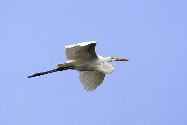 Great White Egret. Venezuela