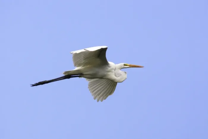 Framed Print : Great White Egret. Venezuela Framed Print : Great White Egret. Venezuela