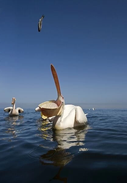 Great White Pelican - catching a fish thrown out for the tourist trade - Atlantic Ocean - Walvis Bay - West Coast - Namibia - Africa