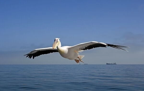 Great White Pelican - In flight over the Atlantic - Commercial ships on the horizon - Atlantic Ocean - Walvis Bay - West Coast - Namibia - Africa