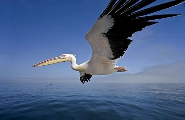 Great White Pelican - In flight over the Atlantic - extreme wide angle view - with cormorants on the horizon - Atlantic Ocean - Walvis Bay - West Coast - Namibia - Africa