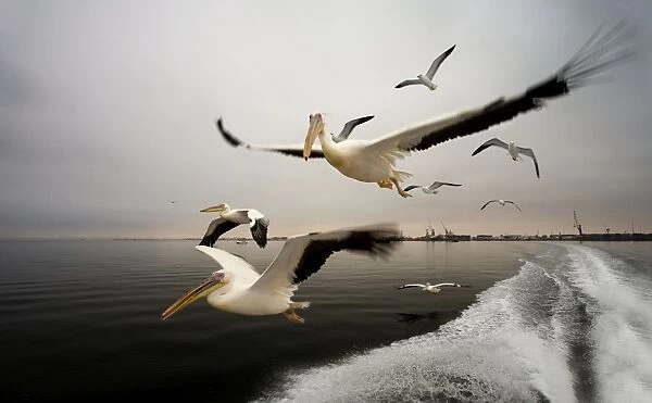 Great White Pelican - In flight over the Atlantic - Following the wake of a boat - misty morning - Atlantic Ocean - Walvis Bay - West Coast - Namibia - Africa