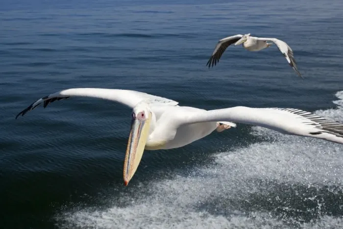 Framed Print : Great White Pelican - In flight over the Atlantic - following the wake of a boat - Atlantic Ocean - Walvis Bay - West Coast - Namibia - Africa Framed Print : Great White Pelican - In flight over the Atlantic - following the wake of a boat - Atlantic Ocean - Walvis Bay - West Coast - Namibia - Africa