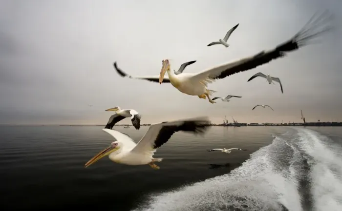 Framed Print : Great White Pelican - In flight over the Atlantic - Following the wake of a boat - misty morning - Atlantic Ocean - Walvis Bay - West Coast - Namibia - Africa Framed Print : Great White Pelican - In flight over the Atlantic - Following the wake of a boat - misty morning - Atlantic Ocean - Walvis Bay - West Coast - Namibia - Africa
