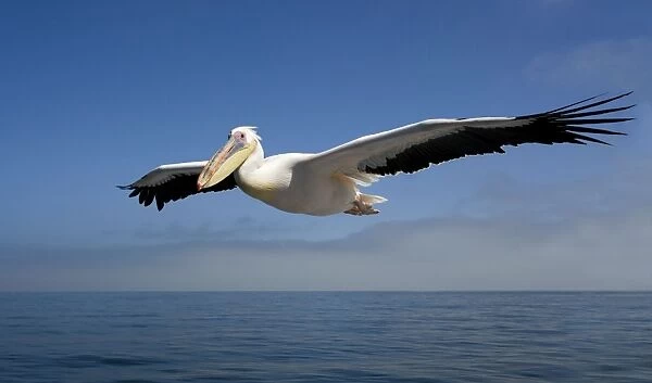 Great White Pelican - In flight over the Atlantic Ocean - Walvis Bay - West Coast - Namibia - Africa