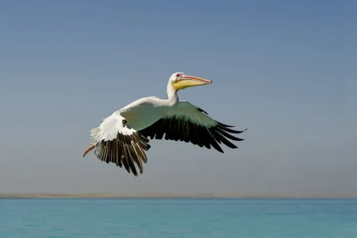 Framed Print : Great White Pelican - in flight - Atlantic Ocean - Namibia - Africa Framed Print : Great White Pelican - in flight - Atlantic Ocean - Namibia - Africa