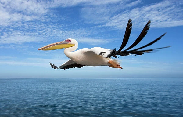 Great White Pelican - In flight over the Atlantic Ocean near Walvis Bay
