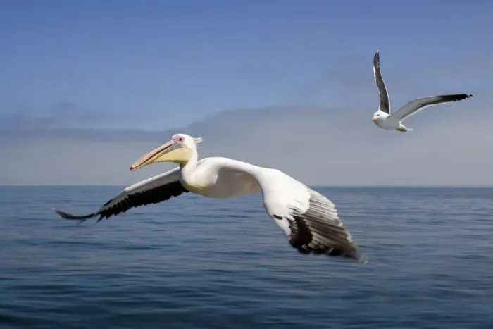 Framed Print : Great White Pelican - In flight over the Atlantic shadowed by a Cape Kelp Gull - Atlantic Ocean - Walvis Bay - West Coast - Namibia - Africa Framed Print : Great White Pelican - In flight over the Atlantic shadowed by a Cape Kelp Gull - Atlantic Ocean - Walvis Bay - West Coast - Namibia - Africa