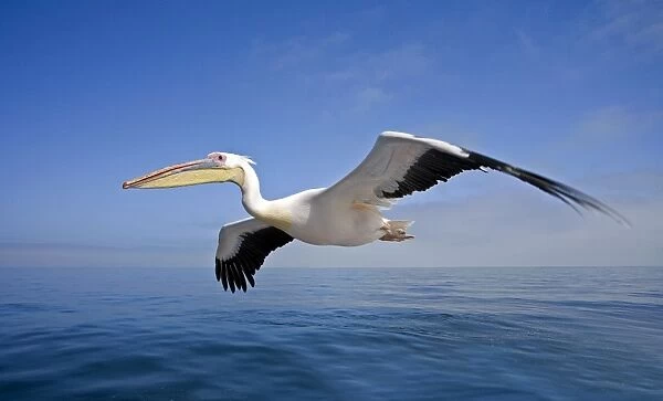 Great White Pelican - In flight over the Atlantic - wide angle view - Atlantic Ocean - Walvis Bay - West Coast - Namibia - Africa