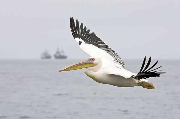 Great White Pelican - In flight with Fishing Trawler on the Horizon Walvis Bay-Namibia-Africa